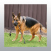 KONG EXTREME BALL AVEC CORDE