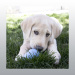 KONG PUPPY