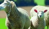 Visite Sanitaire Petits Ruminants - Formulaire 2021-2022