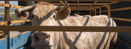 Abattage d'un animal accidenté : le Ministère apporte des précisions