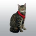 HARNAIS POUR CHAT ACTIVE