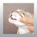 BROSSE A DENTS ET DENTIFRICE POUR CHAT