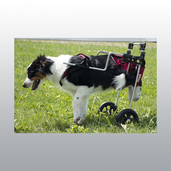 Chariot pour vétérinaire avec chien 
