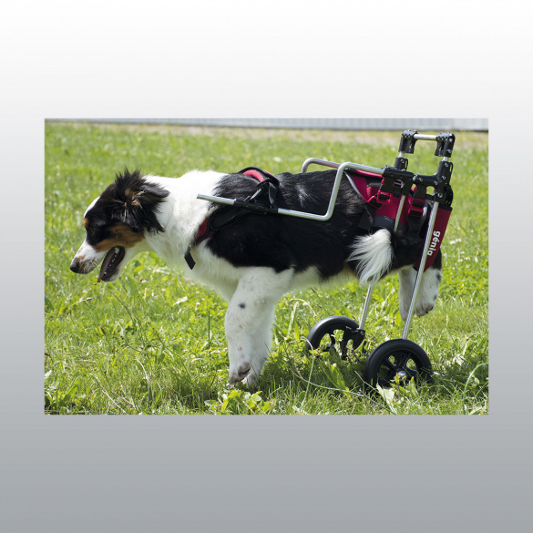 Chariot Canis-mobile pour chien paralysé du train arrière