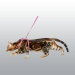 HARNAIS ET LAISSE POUR CHAT 