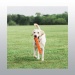 JOUET CHUCKIT FETCH STICK