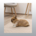TAPIS ALESE REUTILISABLE POUR NAC