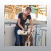 BIBERON SPEEDY FEEDER POUR VEAU
