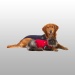 BODY MEDICAL PET SHIRT CHIEN